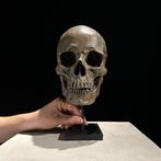 Beeld, NO RESERVE PRICE - Human Skull Replica on custom, Nieuw