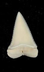 Witte haai Taxidermie volledige montage - Carcharodon, Nieuw