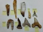 Groot lot tanden en ruggengraat uit Marokko - Fossiele