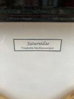 Papillon Support de corps entier pour taxidermie - Attacus, Collections