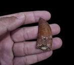 Dinosaurus - Fossiele tand - CARCHARODONTOSAURUS - 6 cm