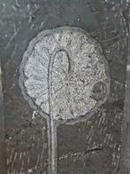 Superbe, grande taille - Plante fossilisée - crinoidea - 88