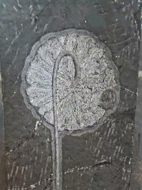Superbe, grande taille - Plante fossilisée - crinoidea - 88, Verzamelen, Mineralen en Fossielen