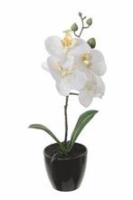 Orchidee in pot 34cm. h WIT Orchidee in pot 34cm., Nieuw