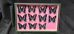 African Papilio sp. Butterflies Collection (39x26 cm ) -, Verzamelen, Nieuw