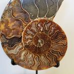 Ammonite taillée et polie exceptionnelle sur un présentoir, Collections