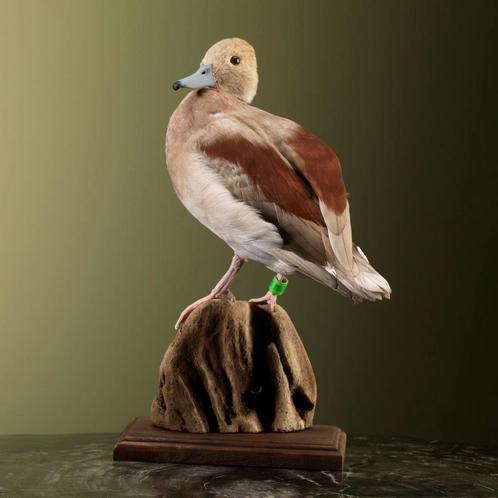 Ringtaling Taxidermie Opgezette Dieren By Max, Verzamelen, Dierenverzamelingen, Opgezet dier, Nieuw, Vogel, Ophalen of Verzenden