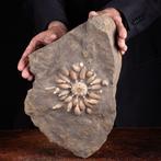 Pseudocidaris Mammosa - Fossiele Echinoïde op originele