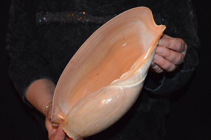 Zeeslak Zeeschelp - S-15 CYMBIUM GLANS (Zonder Minimumprijs), Verzamelen, Dierenverzamelingen