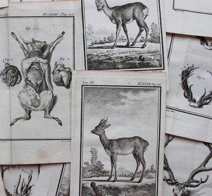 Jacques de Sève (1715 – 1795) / Buvée lAméricain - Various, Antiek en Kunst, Antiek | Boeken en Manuscripten