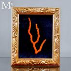 Kostbare rode koraal tak - Oorspronkelijk Sardijns koraal -, Verzamelen, Nieuw