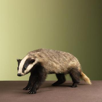 Das Taxidermie Opgezette Dieren By Max beschikbaar voor biedingen