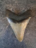 Megalodon - Fossiele tand - 11.6 cm - 8.6 cm