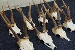 Roebuck Schedel - Capreolus capreolus - 0 cm - 0 cm - 0 cm-, Nieuw