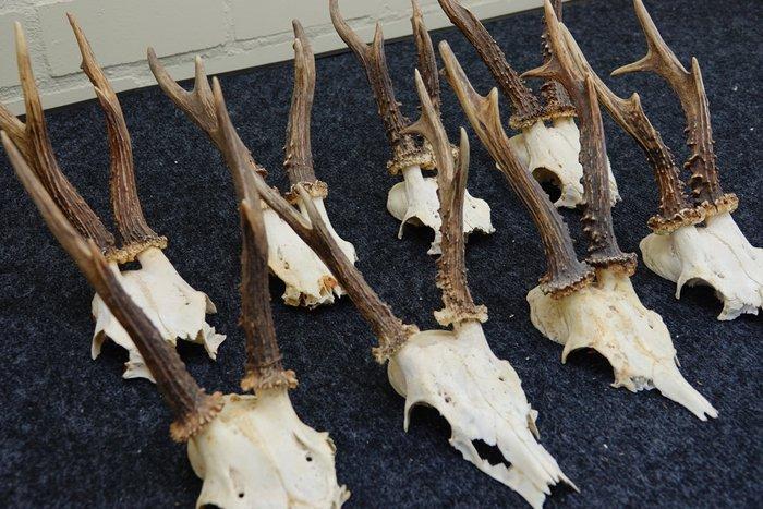 Roebuck Schedel - Capreolus capreolus - 0 cm - 0 cm - 0 cm-, Verzamelen, Dierenverzamelingen