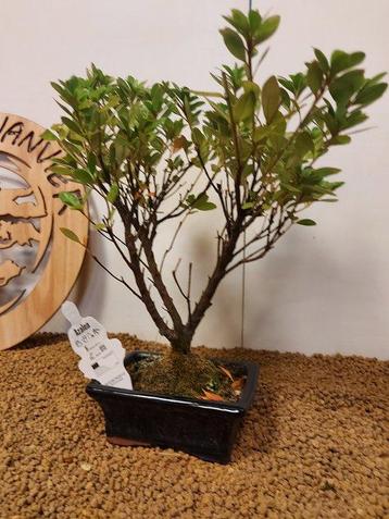 Azalea bonsai (Rhododendron) - Hoogte (boom): 28 cm - Diepte