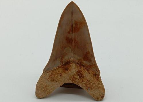 Zeldzame Witte Bourlette - Fossiele tanden - Otodus, Verzamelen, Mineralen en Fossielen