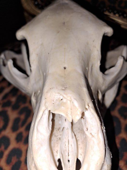 Noord-Amerikaanse zwarte beren schedel Bot - Ursus, Verzamelen, Dierenverzamelingen