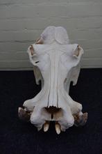 Hippopotamus full skull Tand - Hippopotamus amphibius (copy