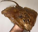 Superzeldzame koekoekstern. Taxidermie volledige montage -, Nieuw