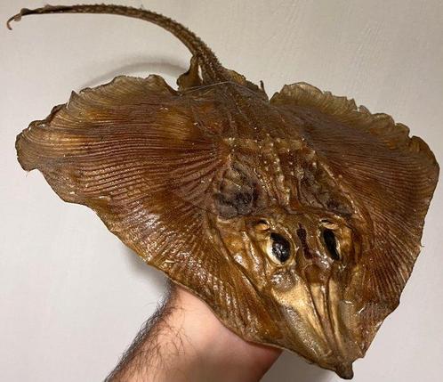 Superzeldzame koekoekstern. Taxidermie volledige montage -, Verzamelen, Dierenverzamelingen