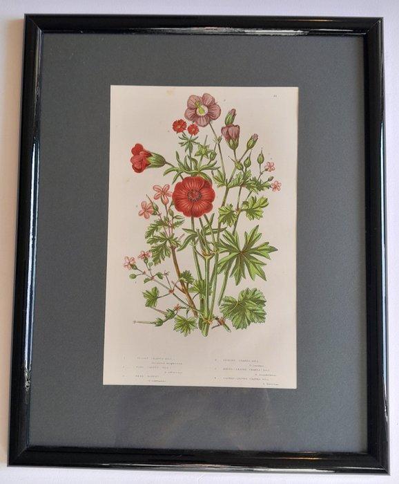 Anne Pratt - A set of ten mounted and framed original, Antiek en Kunst, Curiosa en Brocante