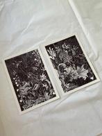 N. Magro - Collectables:  Still Lifes (Dark Natures) ”