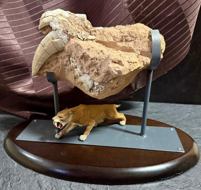 Chat à dents de sabre - Crâne fossile - Machirodus - 22 cm -, Verzamelen, Mineralen en Fossielen