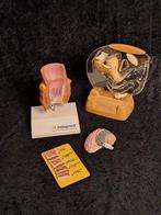 Anatomisch model (4) - Plastic, acrylic - 1980-1990 -