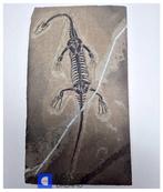 Groot en goed bewaard Keichousaurus hui — een marien reptiel