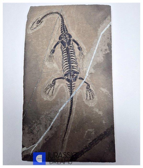 Groot en goed bewaard Keichousaurus hui — een marien reptiel, Verzamelen, Mineralen en Fossielen