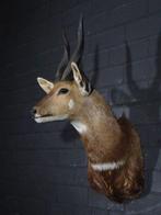 Bushbuck Taxidermie wandmontage - Tragelaphus sylvaticus -, Nieuw