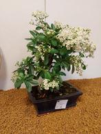 Vuurdoorn bonsai (Pyracantha) - Hoogte (boom): 30 cm -