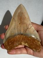 Megalodon - Fossiele tand - Carcharocles megalodon - 13 cm, Verzamelen, Mineralen en Fossielen