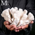 Coral Branch - White Coral - Acropora Florida -