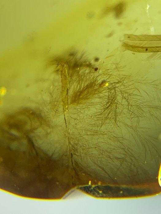 Barnsteen (Zonder minimumprijs), Verzamelen, Mineralen en Fossielen