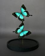 Vlinder Taxidermie volledige montage - Papilio lorquinianus