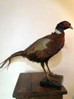 Faisan Support de corps entier pour taxidermie - phasianus, Verzamelen, Dierenverzamelingen, Nieuw