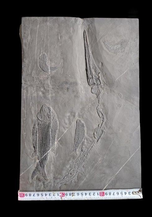 Zeldzame 4 soorten dieren op een rots, zeer peculiair en, Verzamelen, Mineralen en Fossielen