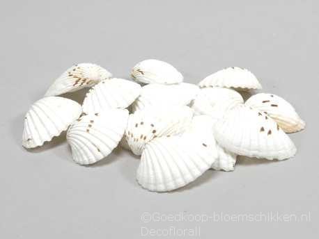 Tiger Chippy schelpen naturel, 500 gram, Hobby & Loisirs créatifs, Bricolage