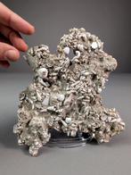 Glacial Relict - Gefossiliseerde schelp - 19 cm - 19 cm, Verzamelen