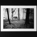 Frank Machalowski - tierwald#17