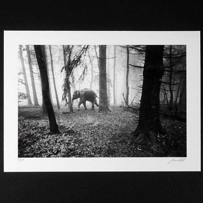 Frank Machalowski - tierwald#17, Antiek en Kunst, Kunst | Designobjecten