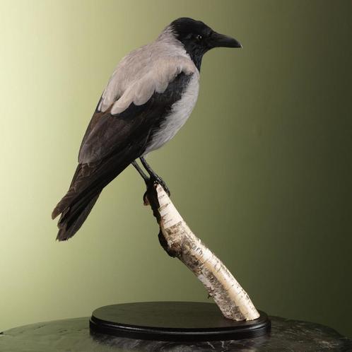 Bonte Kraai Taxidermie Opgezette Dieren By Max, Verzamelen, Dierenverzamelingen, Opgezet dier, Nieuw, Vogel, Ophalen of Verzenden