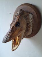 Grand brochet du nord Support de corps entier pour