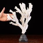 Mariene pracht: witte koraaltak - Taxidermie volledige