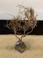 Osaka Bonsai Tree nr 18 - 36x12x47cm - aquascaping boom, Dieren en Toebehoren, Ophalen of Verzenden, Nieuw, Plant(en), Steen of Hout