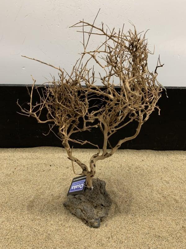 Osaka Bonsai Tree nr 18 - 36x12x47cm - aquascaping boom, Dieren en Toebehoren, Vissen | Aquaria en Toebehoren, Plant(en), Steen of Hout