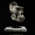 GEEN RESERVEPRIJS - Een replica van een Gorilla-schedel op