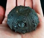 Indrukwekkende zeester!!! - Uitzonderlijke grootte, 52 mm!!!, Verzamelen